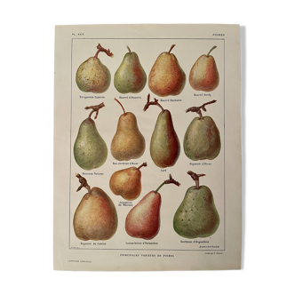 Illustrated plate on pears - 1920