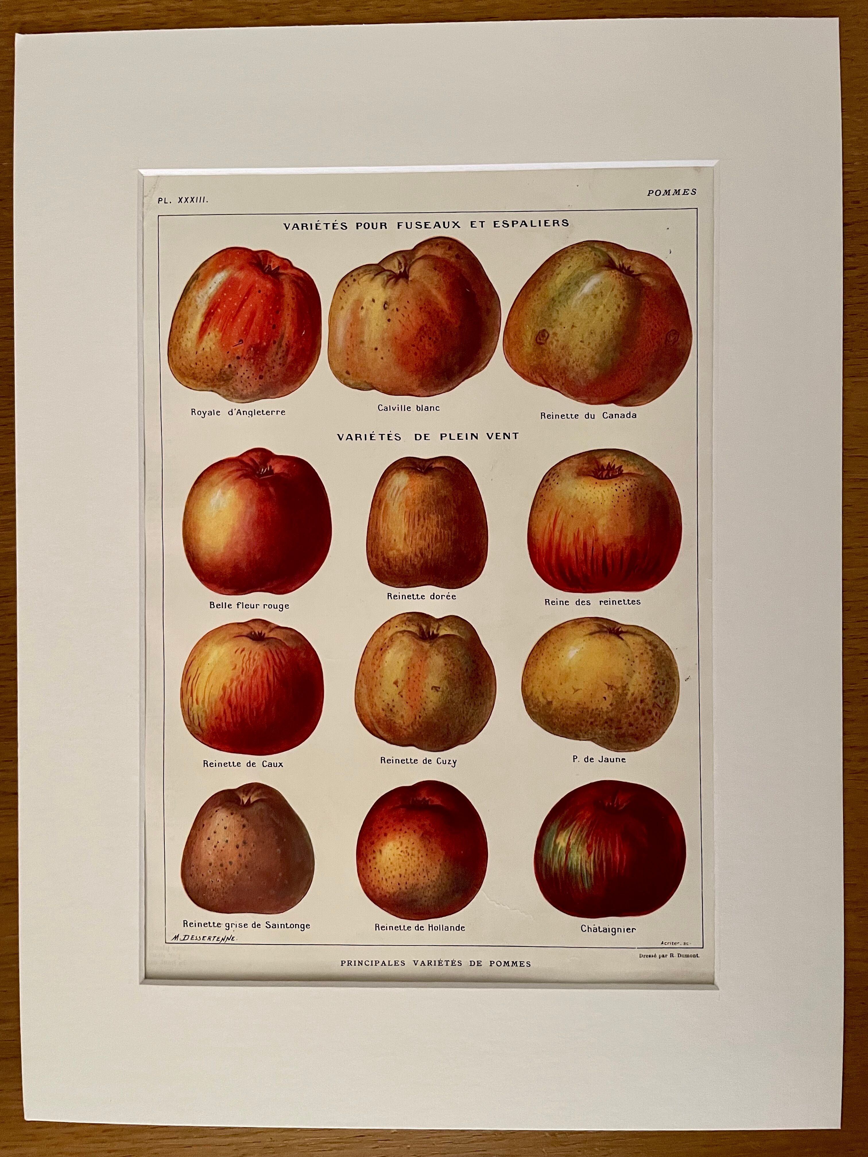 Lithograph on apples from 1921