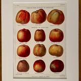 Lithograph on apples from 1921