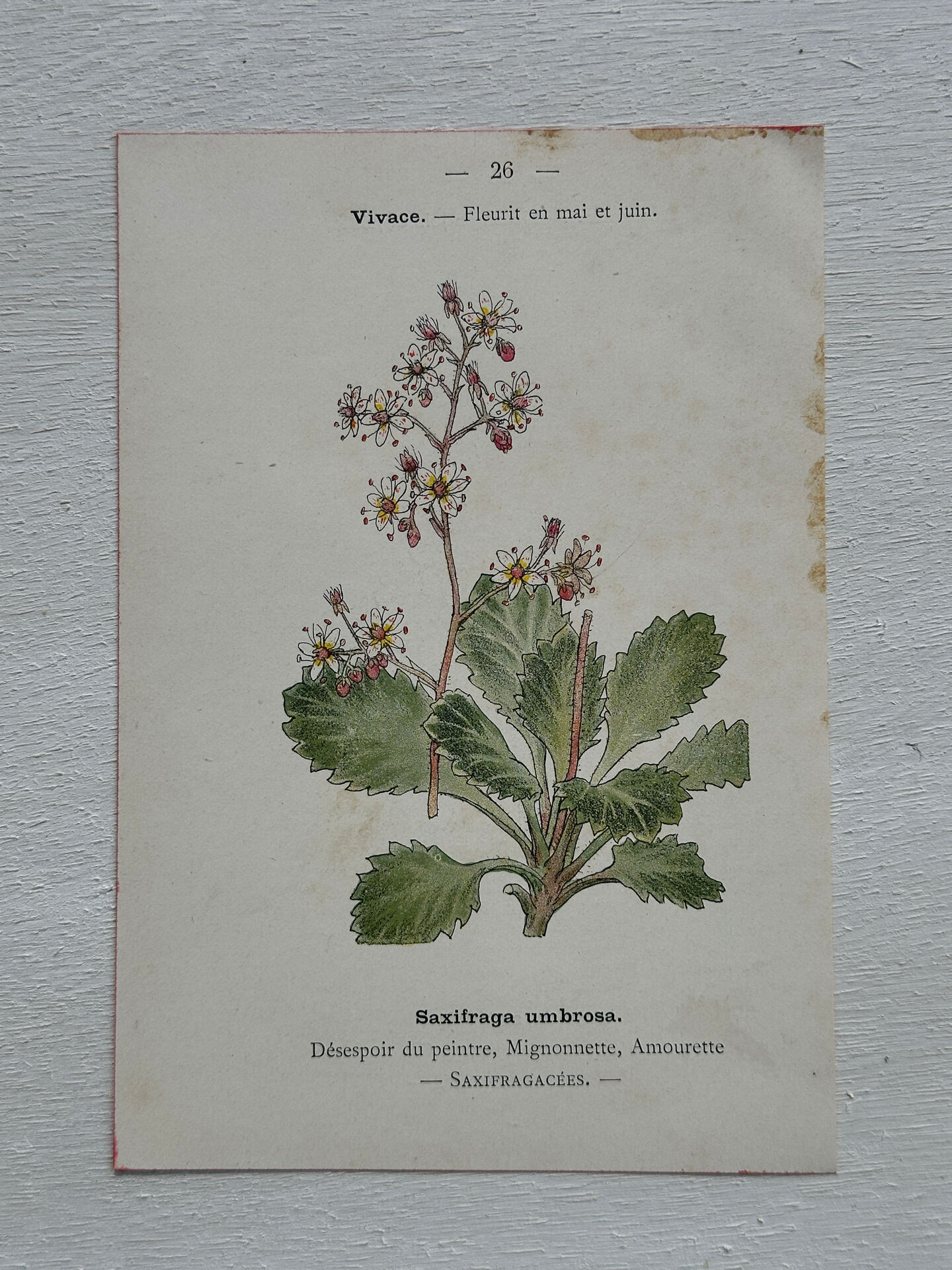 Botanical Plate 1800 Old Naturalist Engraving 19th Century Double-Sided
