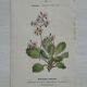 Botanical Plate 1800 Old Naturalist Engraving 19th Century Double-Sided