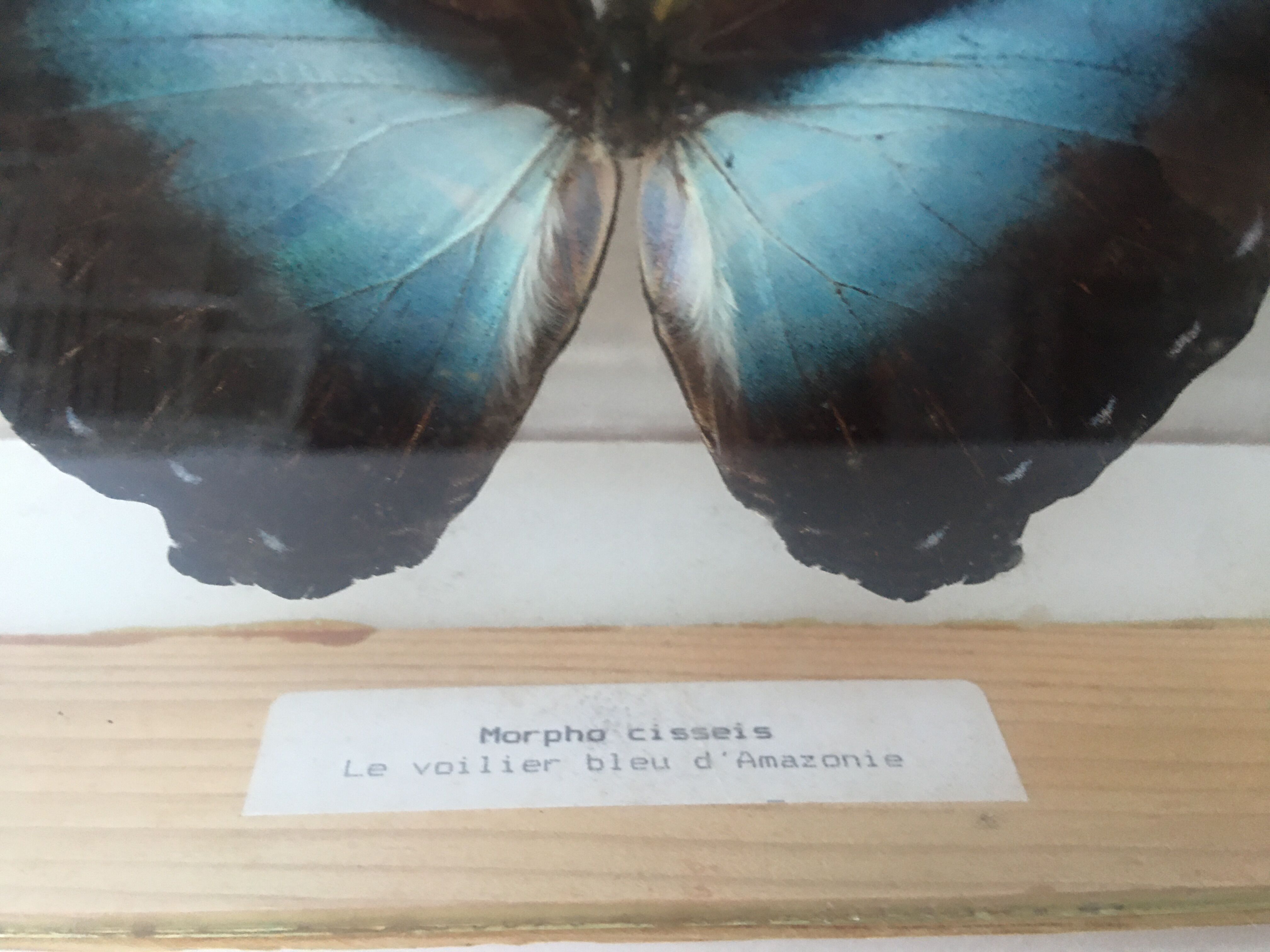 naturalized butterfly frame