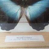 naturalized butterfly frame