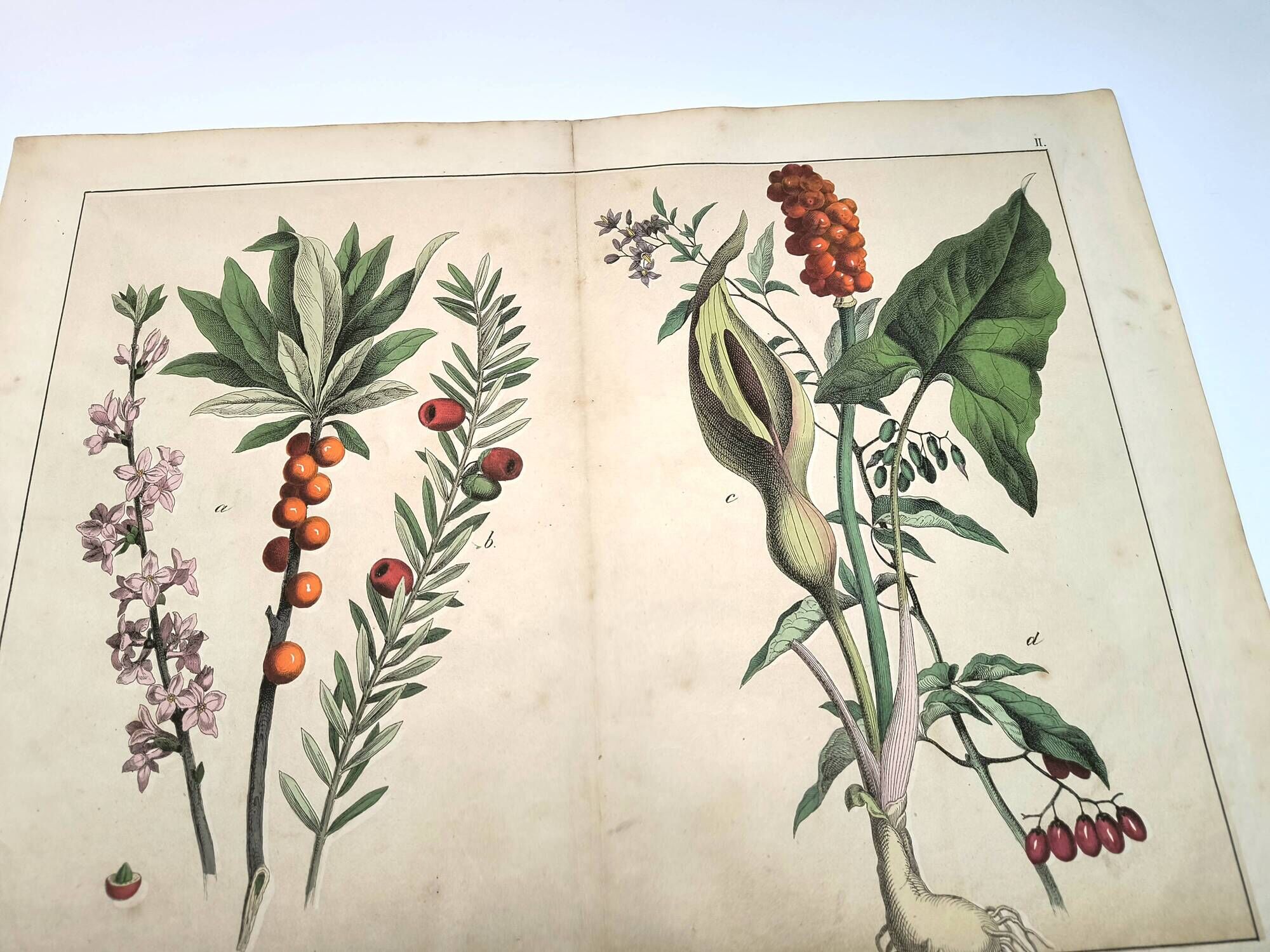 Botanical engraving from 1870 - Bois-Gentil and Yew - Lithograph of a plant