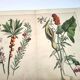 Botanical engraving from 1870 - Bois-Gentil and Yew - Lithograph of a plant