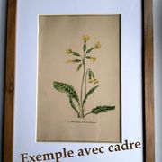 Antique illustration from 1948 of meadow flowers by H.Strache - Yarrow