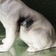 Chien, bouledogue, en terre cuite de Bavent