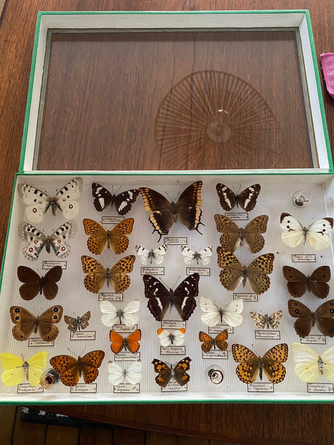 Entomology box of vintage stuffed butterflies
