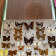Entomology box of vintage stuffed butterflies