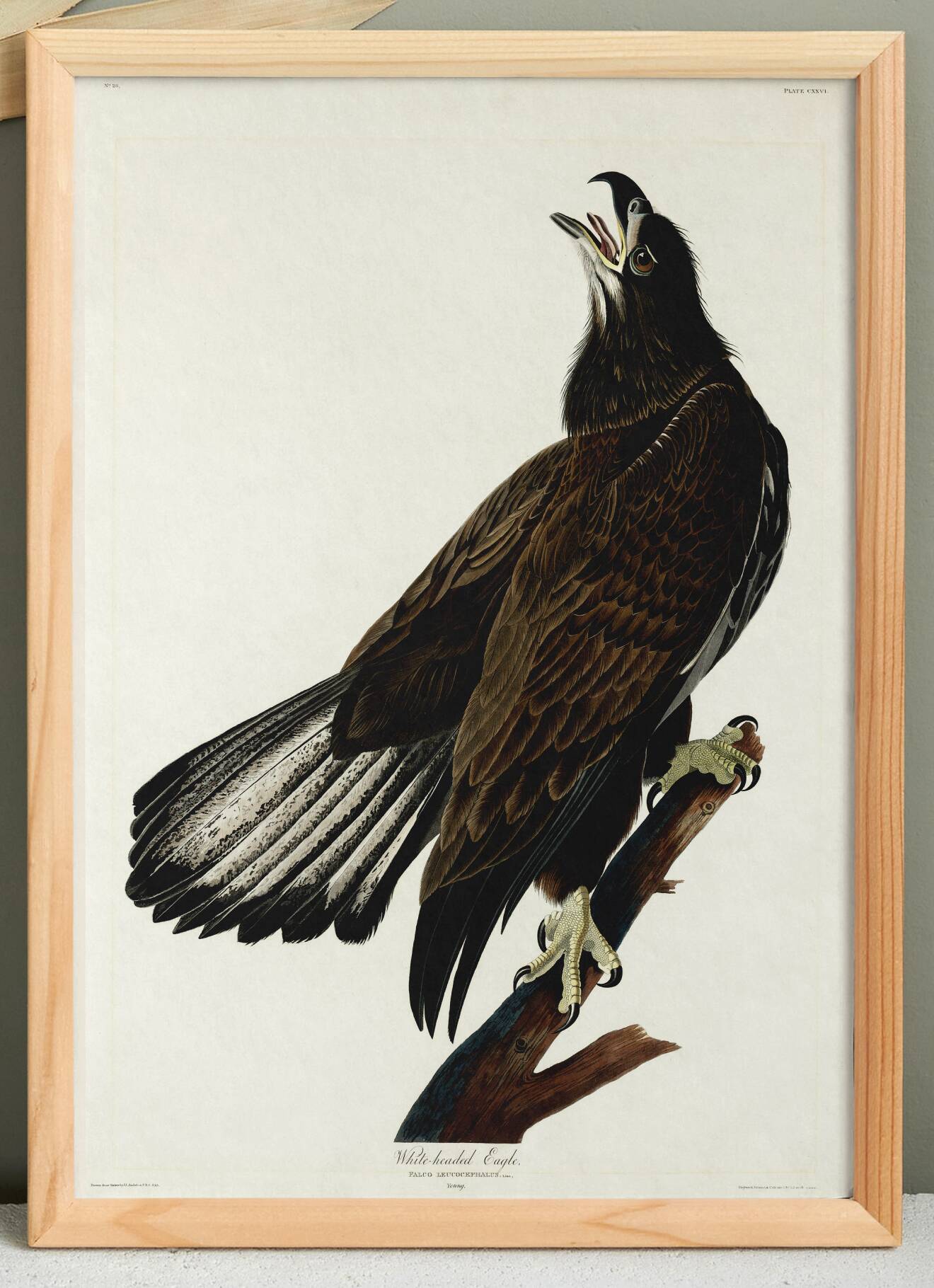 Poster of the bald eagle, based on an old engraving