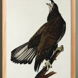 Poster of the bald eagle, based on an old engraving