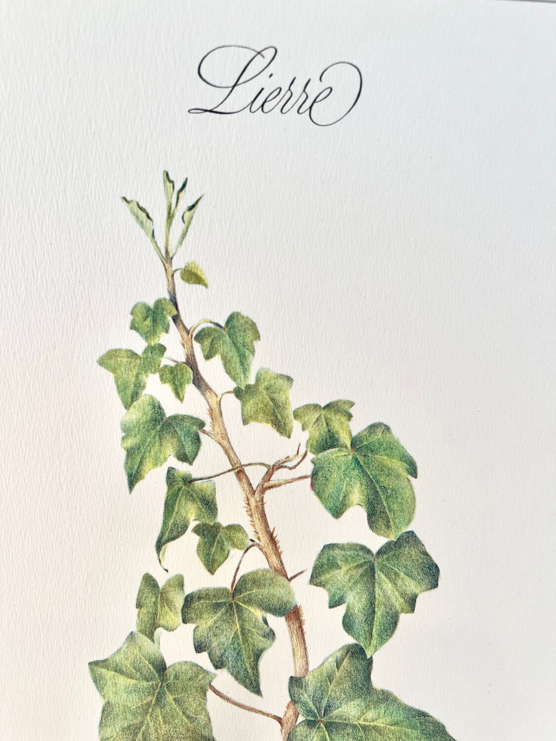 Botanical plate – Ivy – Louis Pariente, 1986