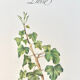Botanical plate – Ivy – Louis Pariente, 1986