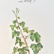 Botanical plate – Ivy – Louis Pariente, 1986