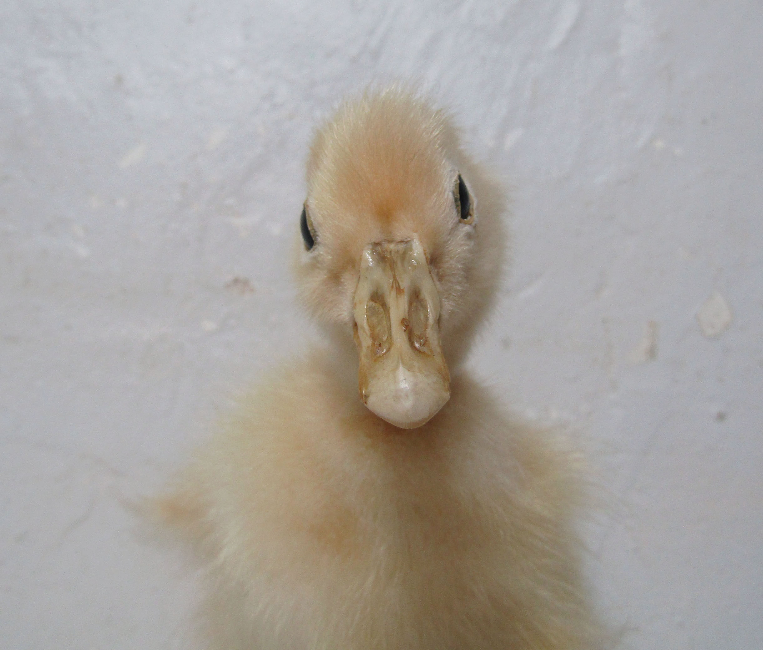 Taxidermy duckling
