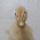 Caneton taxidermie