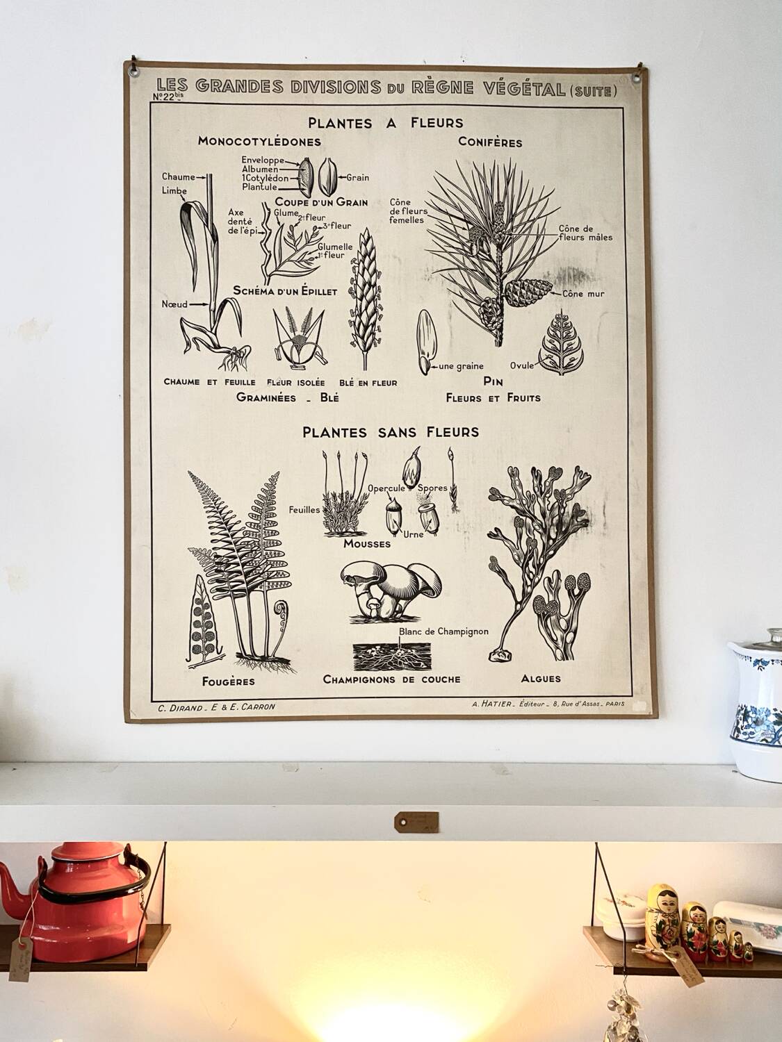 Old school poster vintage botanical poster
