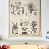 Affiche scolaire ancienne affiche botanique vintage