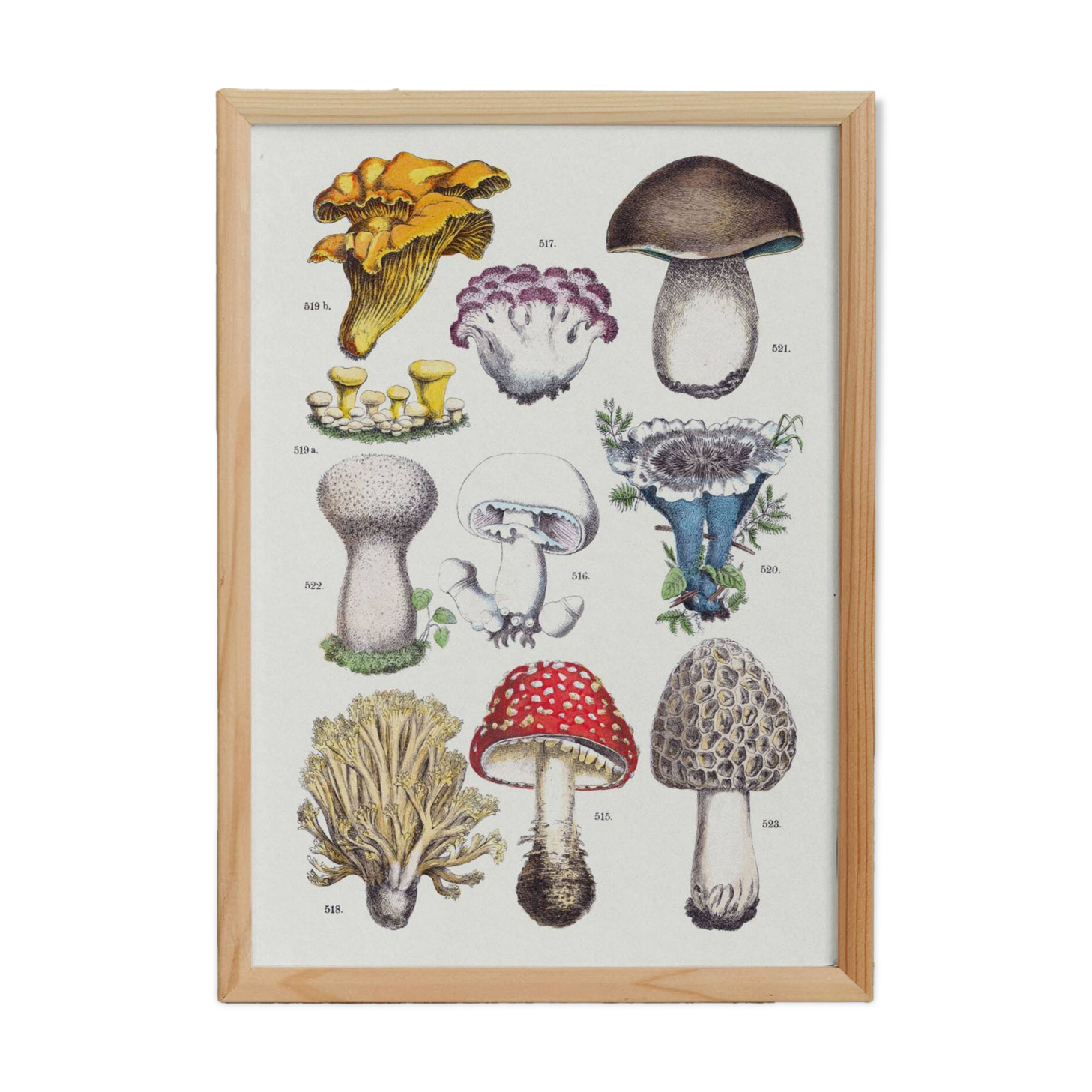 Poster on mushrooms, based on an engraving from 1881 (cep, chanterelle, etc.)