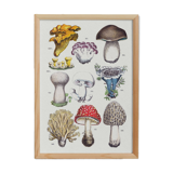 Poster on mushrooms, based on an engraving from 1881 (cep, chanterelle, etc.)