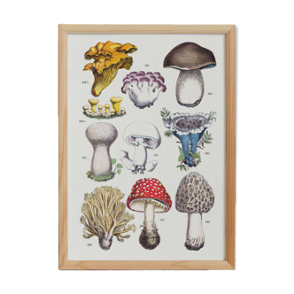 Poster on mushrooms, based on an engraving from 1881 (cep, chanterelle, etc.)