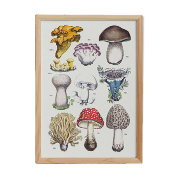 Affiche sur les champignons, d'après une gravure de 1881 (cèpe, girolle...)
