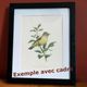 Old bird plate from the 1960s - Wryneck - Natural animal illustration