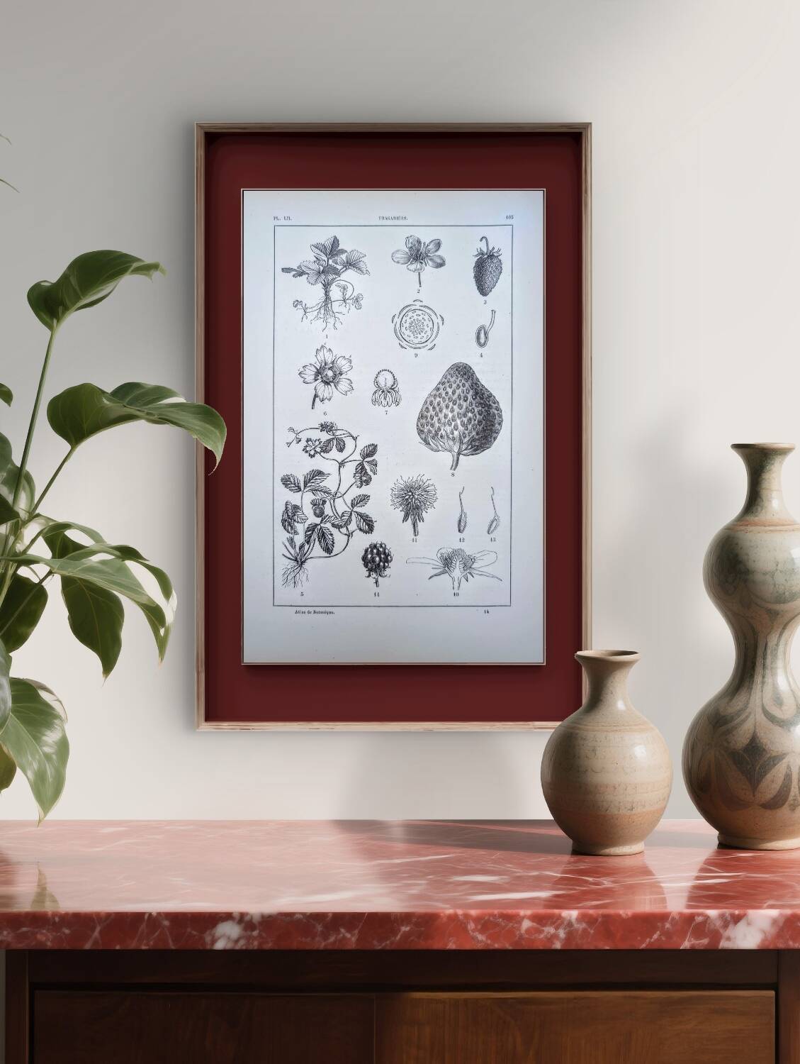 Vintage botanical plate printed in 1889, Fragariaceae.