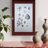 Planche botanique vintage imprimée en 1889, les Fragariées.