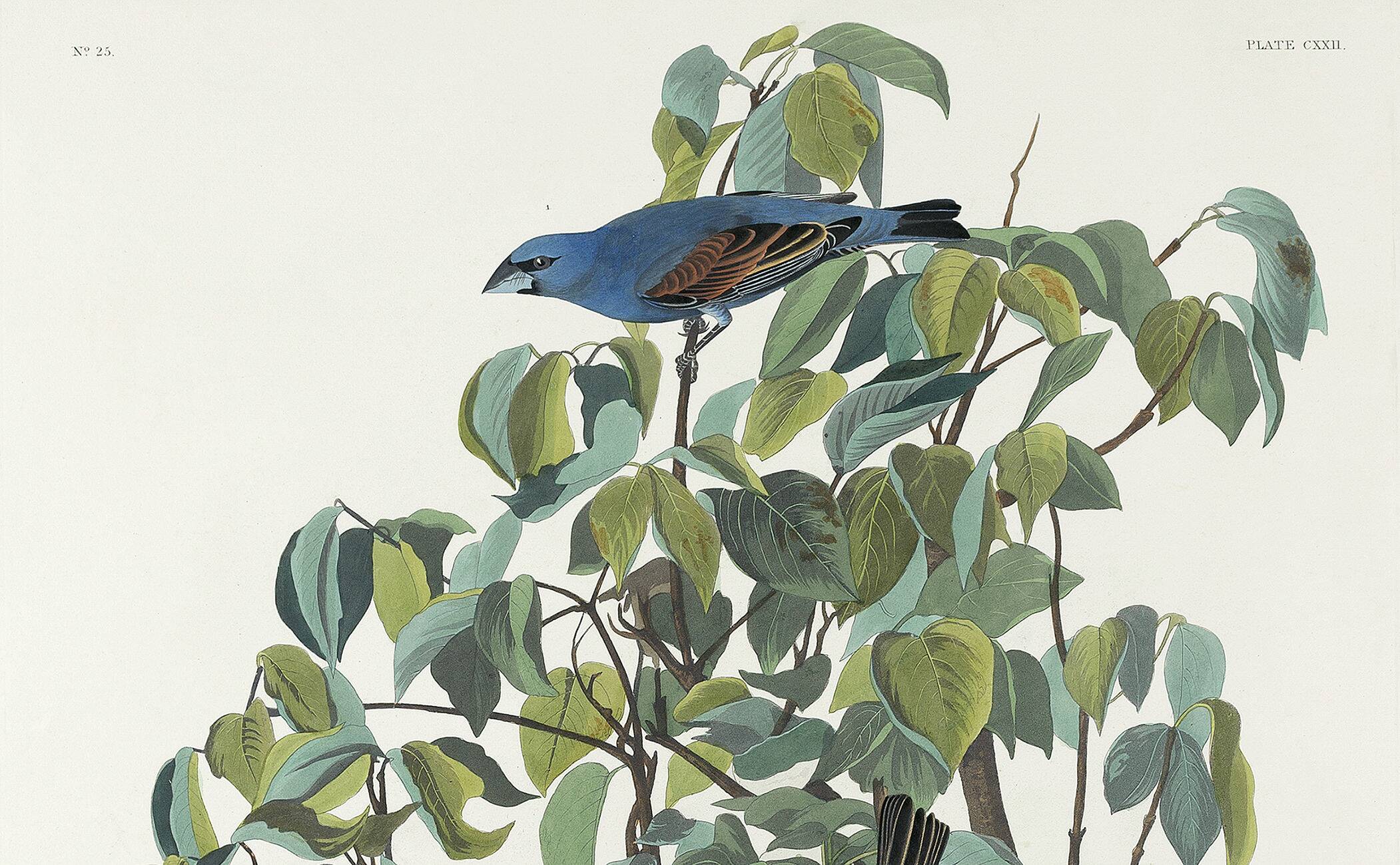 Poster about the Blue Grosbeak, based on an old engraving from 1827.