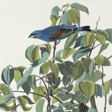 Poster about the Blue Grosbeak, based on an old engraving from 1827.