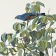 Poster about the Blue Grosbeak, based on an old engraving from 1827.