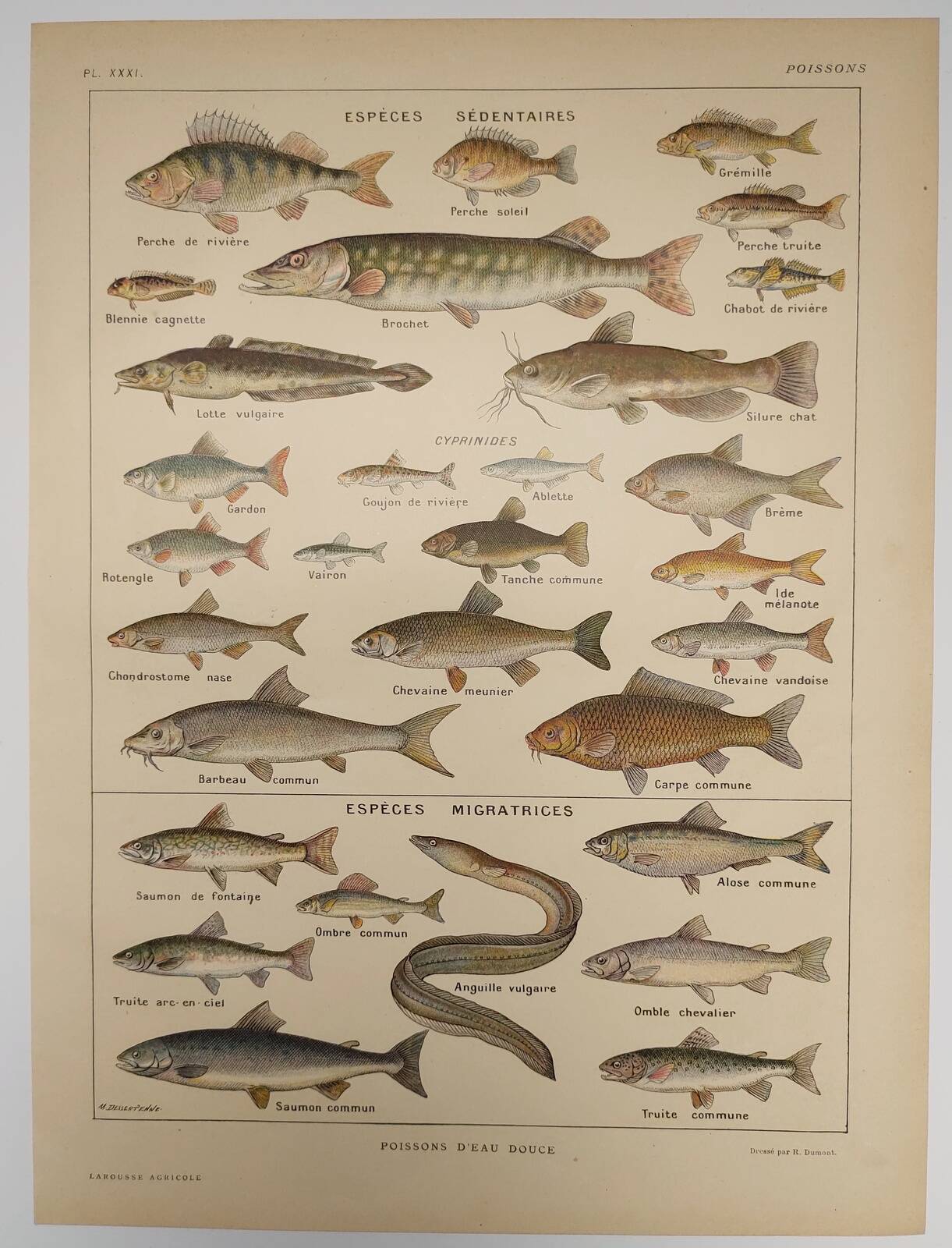 Original engraving from 1922 - Freshwater fish - Old educational board by JM Dessertenne