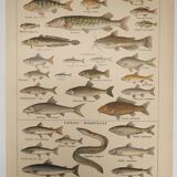 Original engraving from 1922 - Freshwater fish - Old educational board by JM Dessertenne