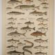 Original engraving from 1922 - Freshwater fish - Old educational board by JM Dessertenne