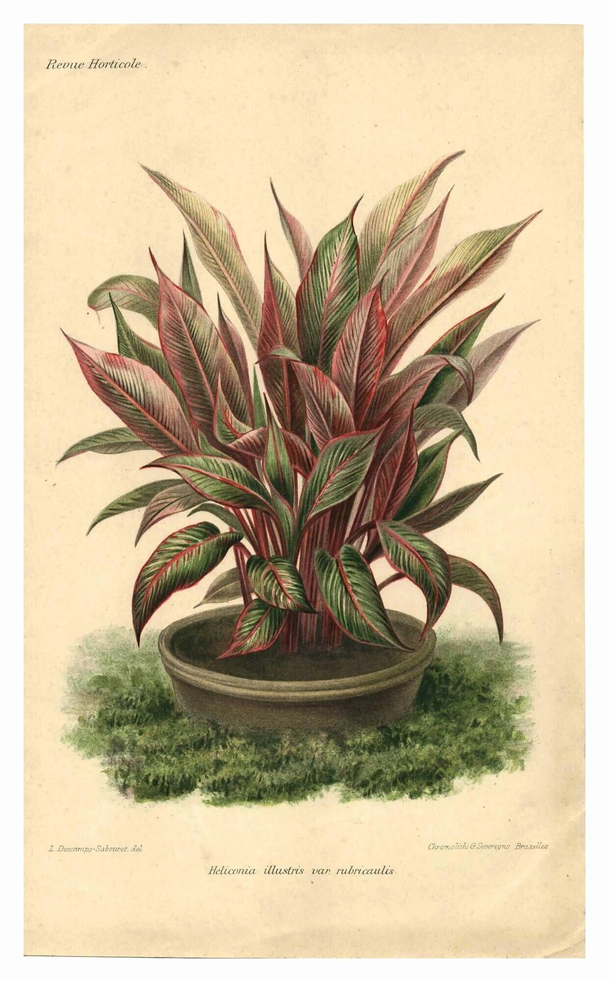 Botanical engraving from 1896 by Descamps-Sabouret • Heliconia illustris • Old lithograph