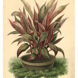 Gravure Botanique de 1896 par Descamps-Sabouret • Héliconie illustris • Lithographie ancienne