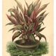 Botanical engraving from 1896 by Descamps-Sabouret • Heliconia illustris • Old lithograph
