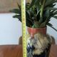 Art Nouveau vase in glazed ceramic, floral decoration, Gouda type, circa