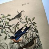 Old engraving from 1886 - Nightingale and birds - Vintage nature lithograph