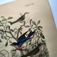 Old engraving from 1886 - Nightingale and birds - Vintage nature lithograph