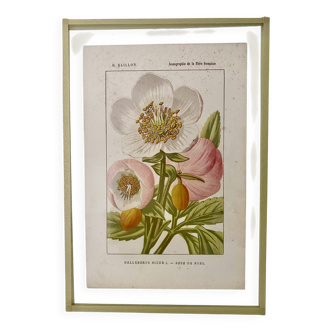 Botanical Plate