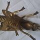 Large brass fly ashtray