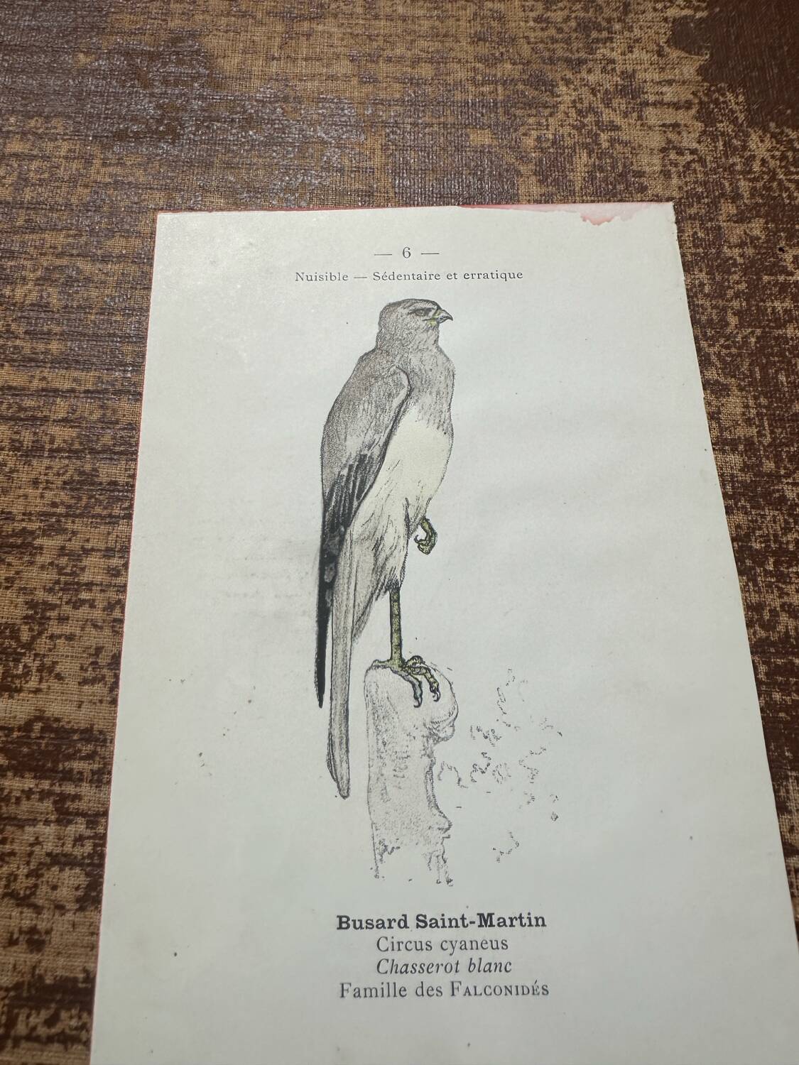 Vintage botanical board bird engraving 19th signed G Denise