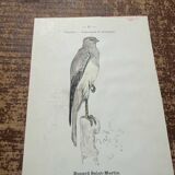 Planche botanique vintage gravure oiseau 19eme signé G Denise