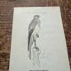 Vintage botanical board bird engraving 19th signed G Denise