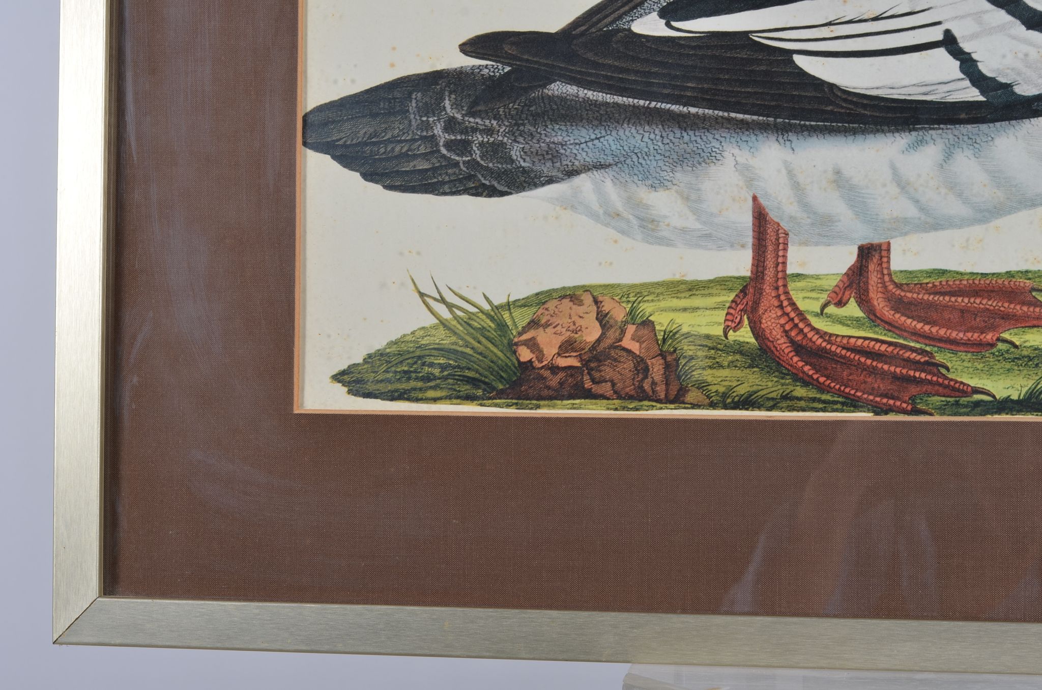 Animal lithography