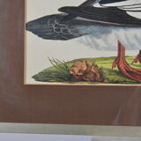 Animal lithography