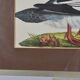 Animal lithography