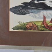 Animal lithography